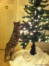 Оберегаем новогоднюю ёлку от кошки!)))