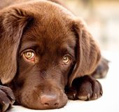 8 ошибок в поведении хозяев, которые вызывают стресс у собаки