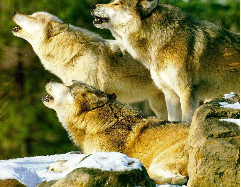 Ые волки