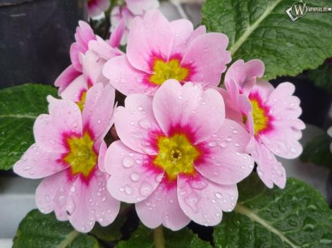 Примулы в саду - прекрасный выбор