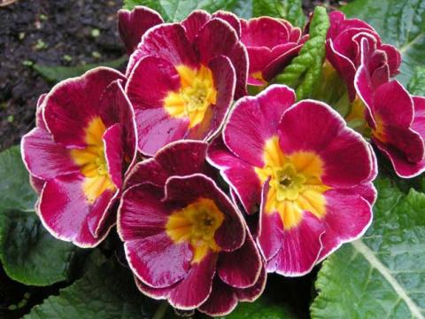 Примулы в саду - прекрасный выбор