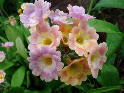 Примулы в саду - прекрасный выбор