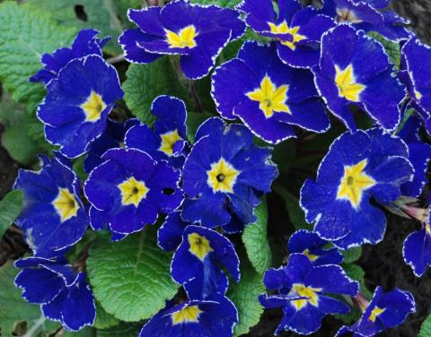 Примулы в саду - прекрасный выбор