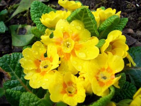 Примулы в саду - прекрасный выбор