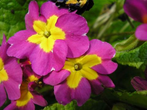 Примулы в саду - прекрасный выбор