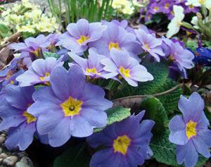 Примулы в саду - прекрасный выбор