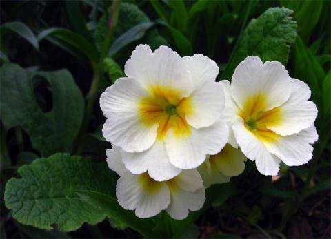 Примулы в саду - прекрасный выбор