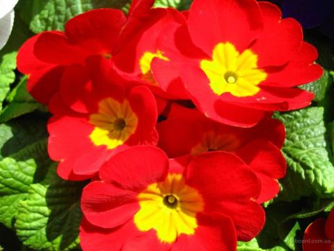 Примулы в саду - прекрасный выбор