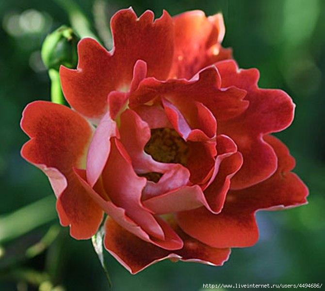 Кружевные розы — удивительное зрелище!