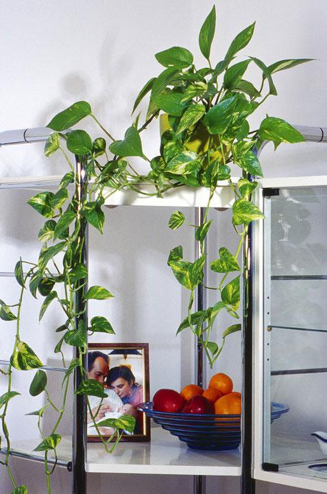 10 самых популярных комнатных вьющихся растений