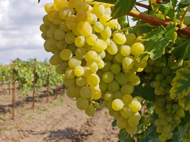 Как выращивать виноград. 10 советов начинающему виноградарю
