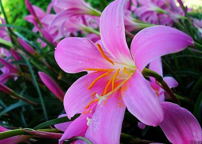 Полив лилий