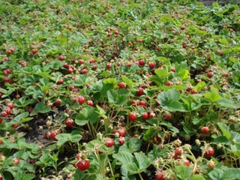 клубника, земляника