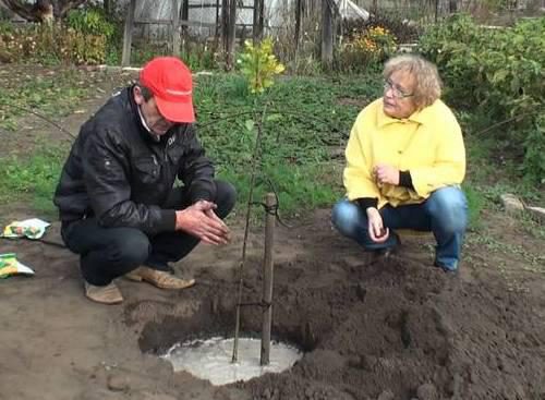 как сажать саженцы сливы и вишни