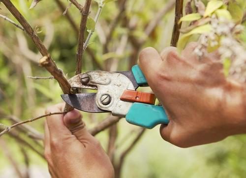 обрезка слив и вишен