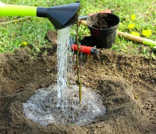 поливаем саженцы