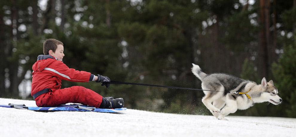 Хаски Великолепный