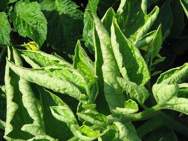 подкормка помидоров, помидоры на грядке, томати