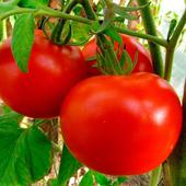 Как и когда пасынковать томаты?