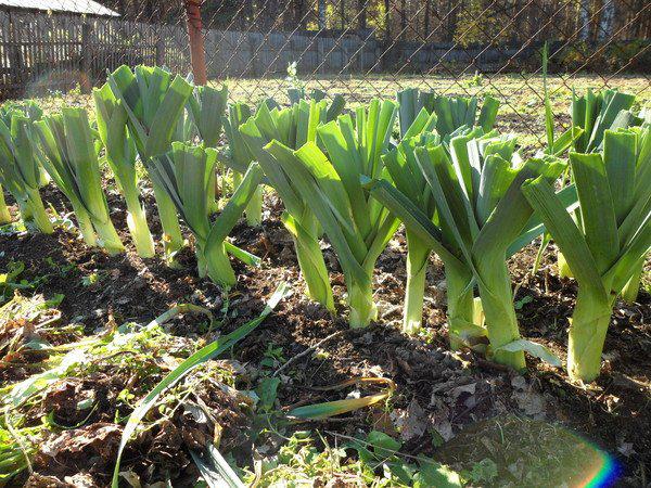 как выращивать лук, лук