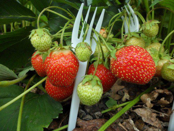 как выращивать клубнику, клубника, земляника