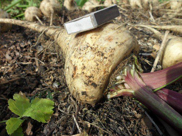 сельдерей, как выращивать сельдерей