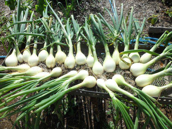 лук, лук на грядке