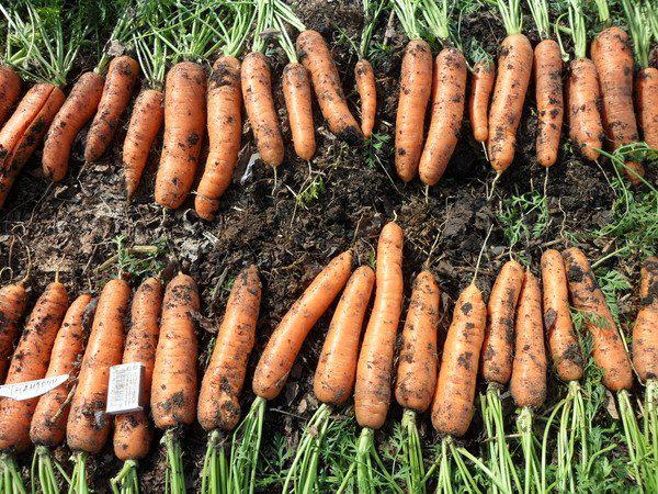как выращивать морковь, морковь