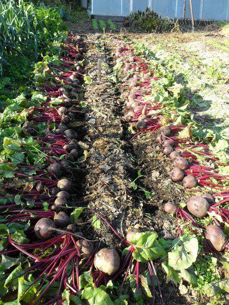 свекла, как выращивать свеклу