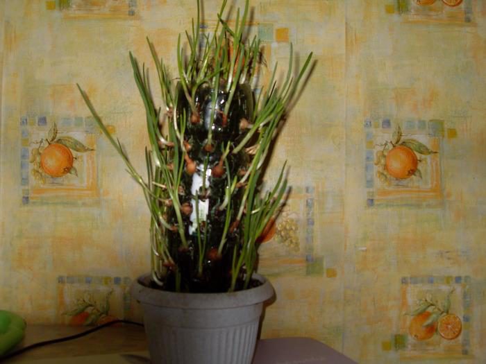 original.jpg#20169422328