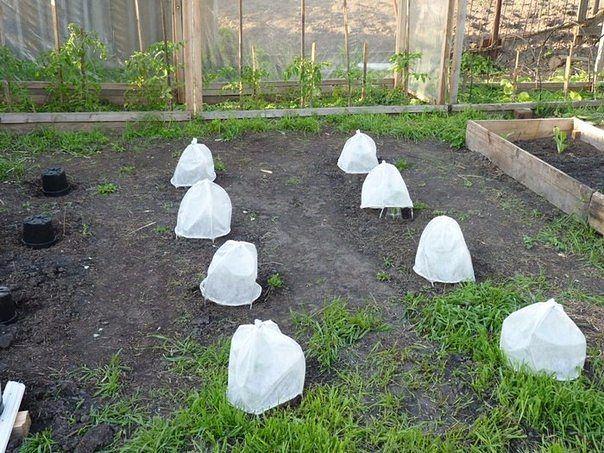 капуста на огороде