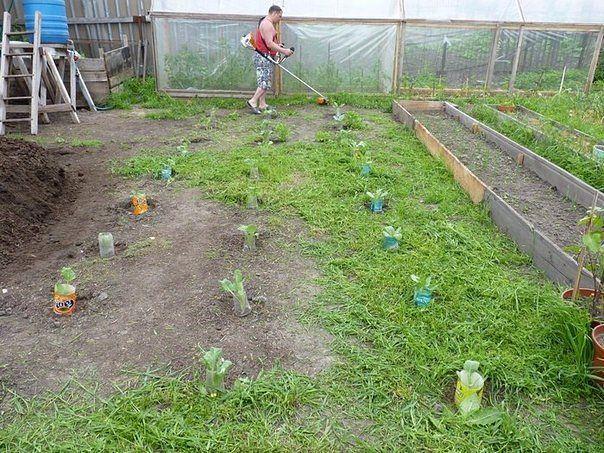 капуста на дернине