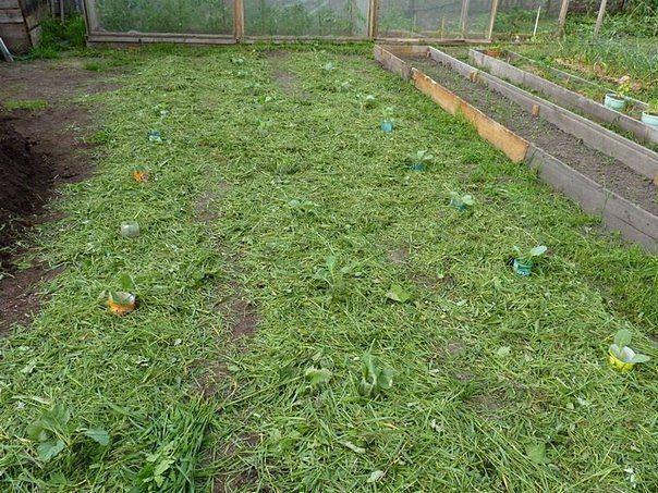 как подкармливать капусту