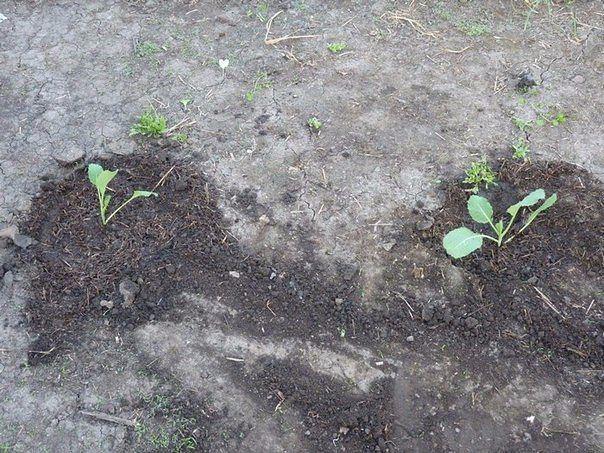 капуста на грядке