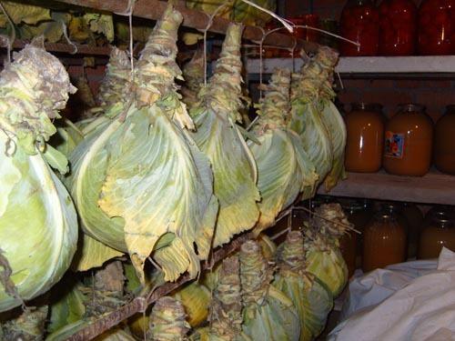 хранение капусты