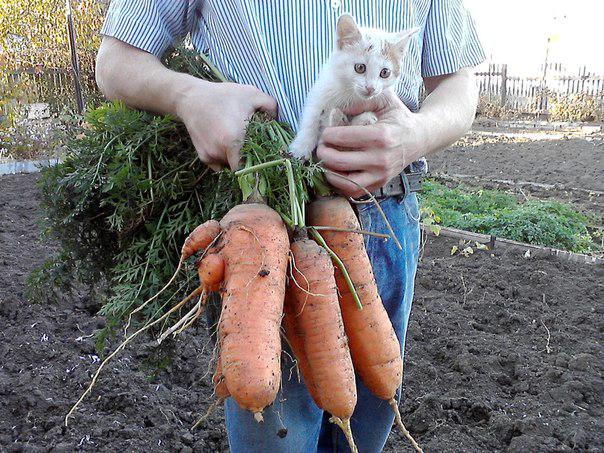 Сеем морковь в киселе!