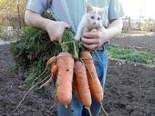 Сеем морковь в киселе!