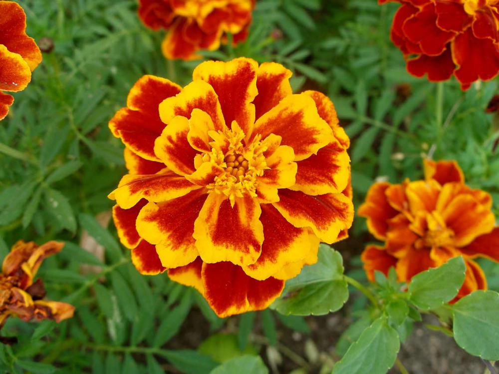 бархатцы, тагетис