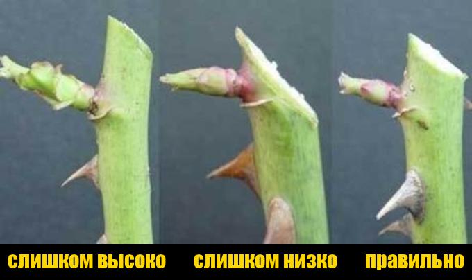 саженцы роз