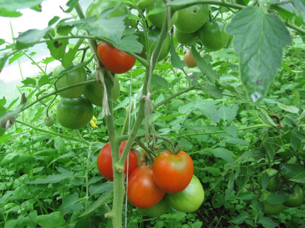 томаты, помидоры