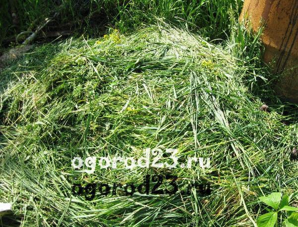 крапива, трава для зеленого удобрения