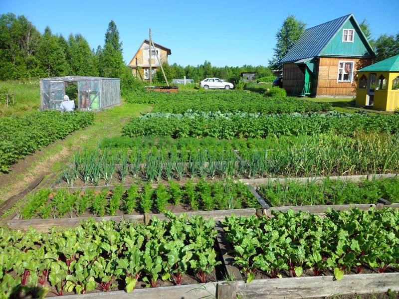 Применение на различных культурах