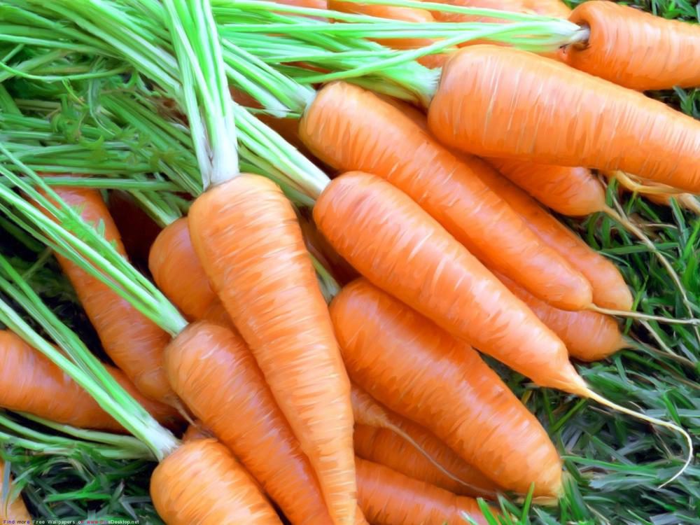 Чем болеет морковь, симптомы и лечение