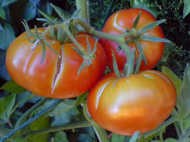 Почему трескаются помидоры