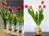 Выращивание тюльпанов в прозрачной вазе. И зимой, и весной.
