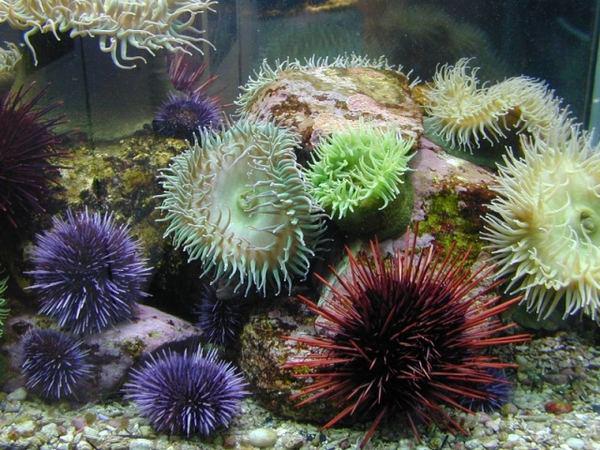 Самые ядовитые подводные обитатели