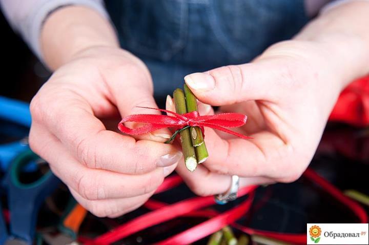 Сердце из цветов и клубники фото. 595 4381 1499418941 17. Сердце из цветов и клубники фото фото. Сердце из цветов и клубники фото-595 4381 1499418941 17. картинка Сердце из цветов и клубники фото. картинка 595 4381 1499418941 17. Удивите своих дорогих женщин, сделайте очень красивый и оригинальный подарок на 8 Марта или любое другое торжество, подарив им сердце из клубники и роз! Сделать такое чудо совсем не сложно, а эффект от такого подарка будет потрясающим.