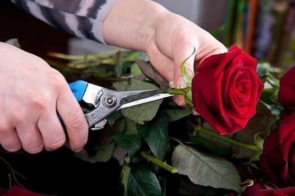 Сердце из цветов и клубники фото. 595 8900 1499418941 10. Сердце из цветов и клубники фото фото. Сердце из цветов и клубники фото-595 8900 1499418941 10. картинка Сердце из цветов и клубники фото. картинка 595 8900 1499418941 10. Удивите своих дорогих женщин, сделайте очень красивый и оригинальный подарок на 8 Марта или любое другое торжество, подарив им сердце из клубники и роз! Сделать такое чудо совсем не сложно, а эффект от такого подарка будет потрясающим.
