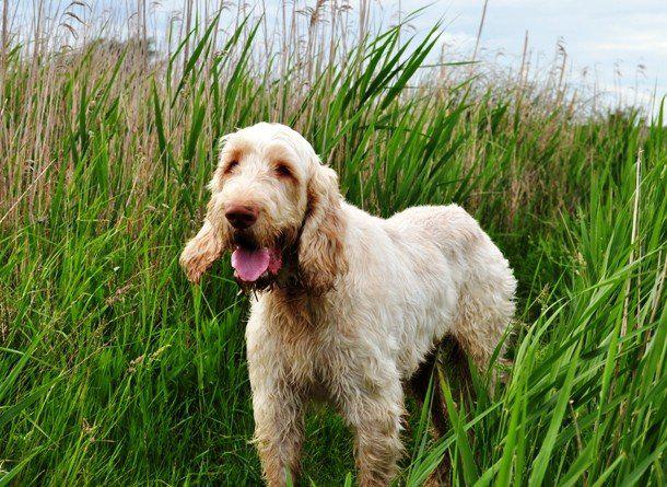 Самые дорогостоящие породы собак в мире