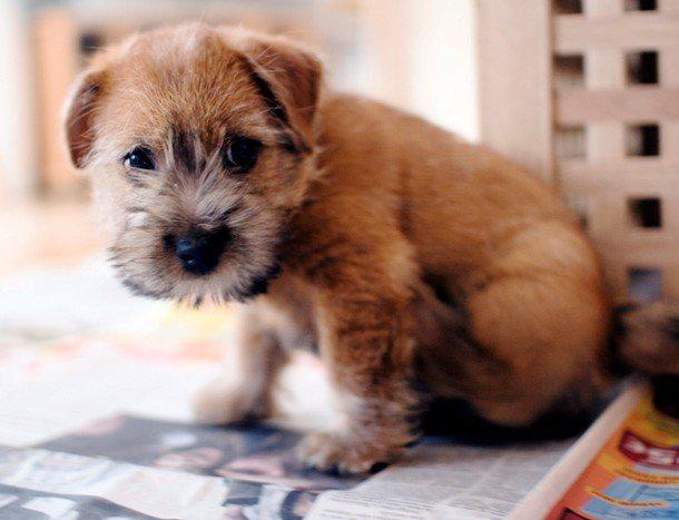 Самые дорогостоящие породы собак в мире